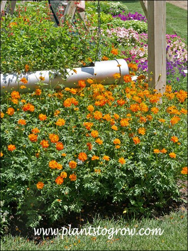 Diablo has bright orangey red flowers.